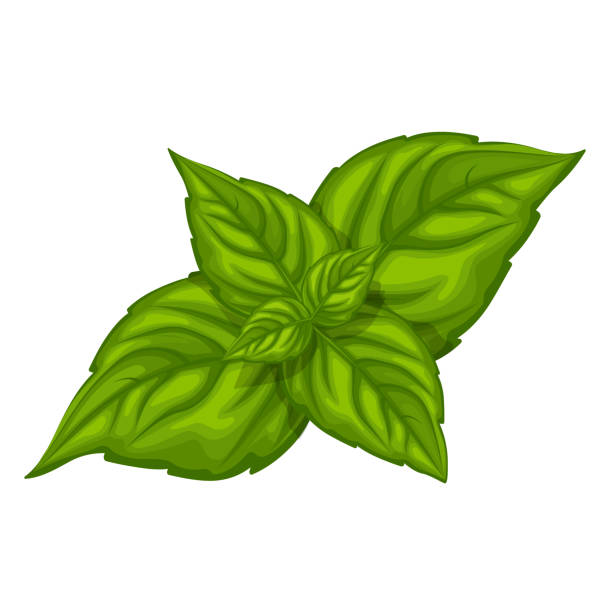 Basil leaves vector art illustration