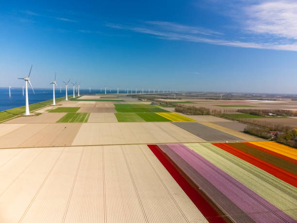 istock Tulips growing in agricultural fields with wind turbines in the background during springtime seen from above 1390814082