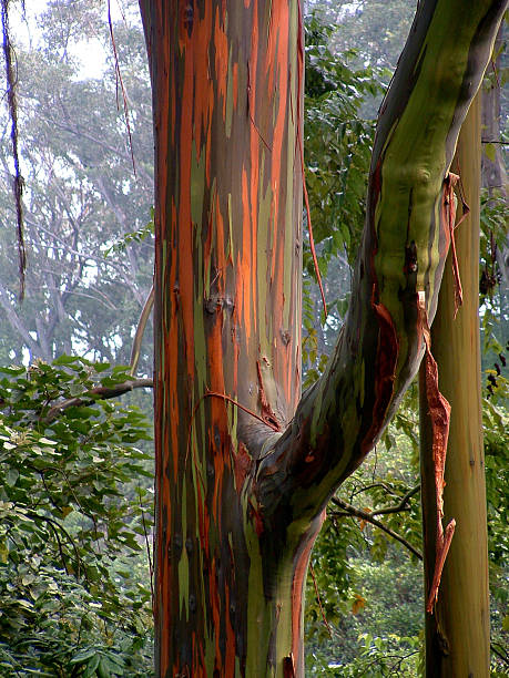 colores de eucalipto - hana maui eucalyptus road fotografías e imágenes de stock
