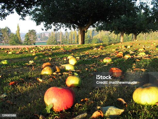 Apfelgarten 1 Stockfoto und mehr Bilder von Agrarbetrieb - Agrarbetrieb, Apfel, Apfelbaum