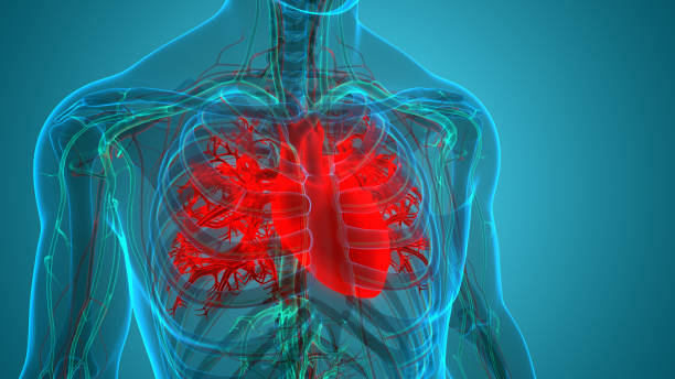 istock Human Circulatory System Heart Anatomy 1390816831