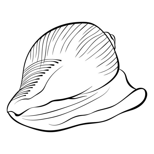 Conch Shell Not Labeled 80+ Small Conch Shell Drawing Stock Photos, Pictures & Royalty-Free ...