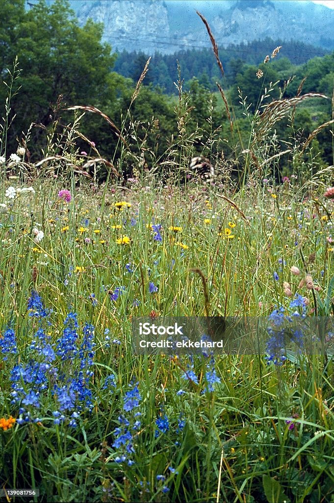 Alpine Meadow  Europe Stock Photo