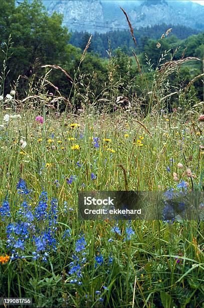 Alpine Meadow Stock Photo - Download Image Now - Europe, European Alps, Flower