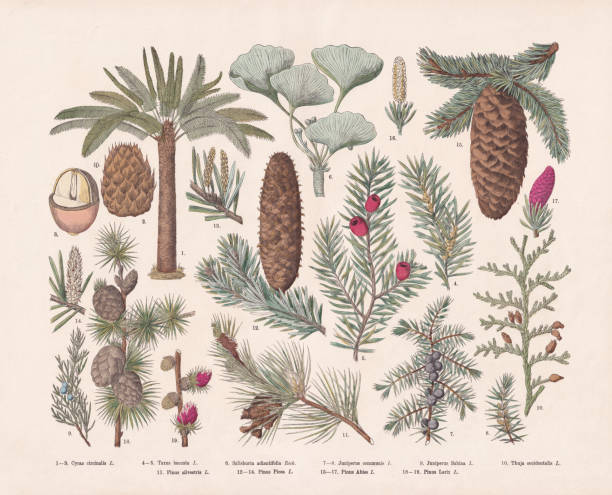 illustrazioni stock, clip art, cartoni animati e icone di tendenza di piante da seme nude (gymnospermae), incisione su legno colorata a mano, pubblicata nel 1887 - juniper tree cedar tree tree branch