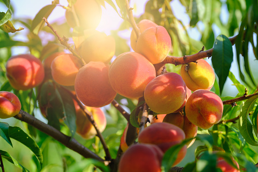 Picking and holding a handful of organic peaches in an orchard