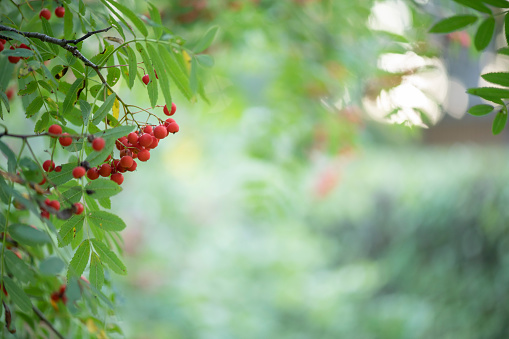 Red ripening rowanberries in late summer, shallow depth of field, bokeh background.