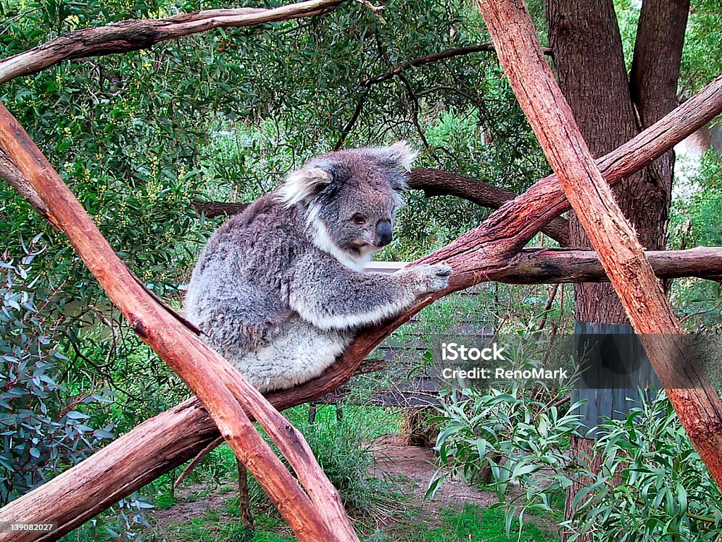 Koala australien - Photo de Animaux en captivité libre de droits