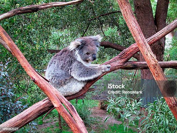 Photo libre de droit de Koala Australien banque d'images et plus d'images libres de droit de Animaux en captivité - Animaux en captivité, Arbre, Australie