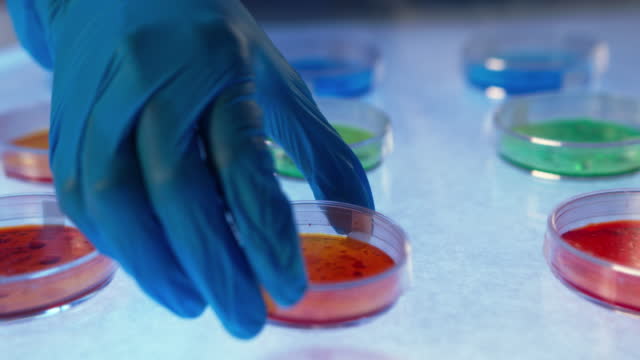 A hand in protective glove  takes  a Petri dish with colorful nutrient agar from a white  illuminated table with a lot of colorful Petri dishes