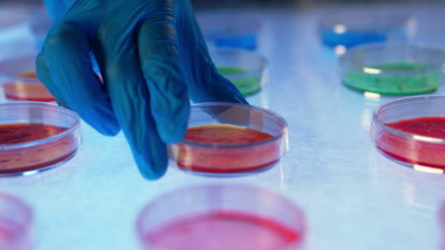 A hand in protective glove  puts a Petri dish with colorful nutrient agar on a white  illuminated table with a lot of colorful Petri dishes