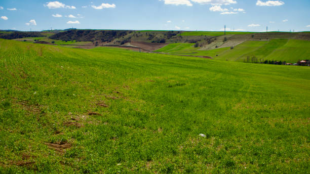 istock Cloudy blue sky and spring greenery. Crops emerging from the ground in the fields. Green fields in front of rural village landscape. 1390821224