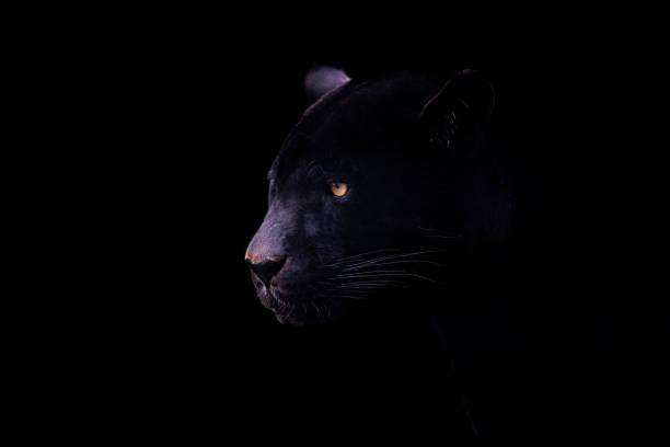 istock A black jaguar with a black background 1390821740