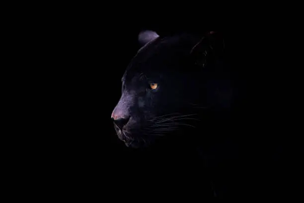 Photo of A black jaguar with a black background