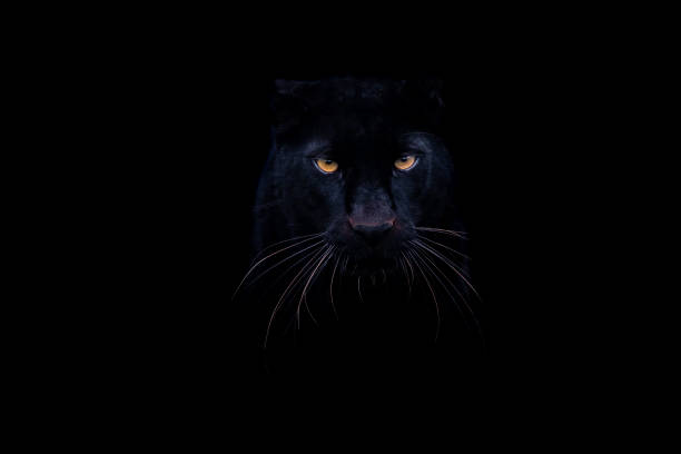 Black Panther Face Stock Photos, Pictures & Royalty-Free Images - iStock
