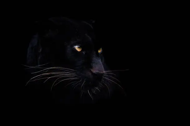 Photo of A black panther with a black background