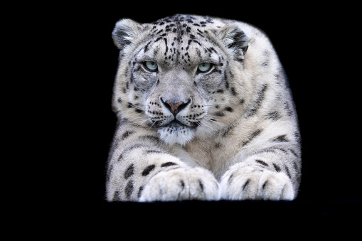 A snow leopard with a black background