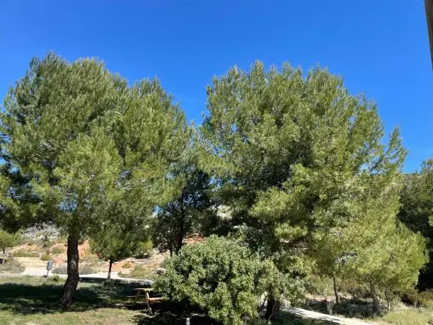 Picnic place with table and seats in green area with pine trees in the mountains of Tarbena, Costa Blanca