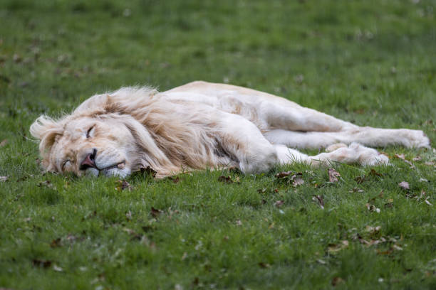 istock A lion sleeping in the forest 1390822574