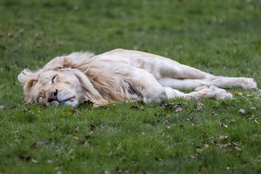 A lion sleeping in the forest