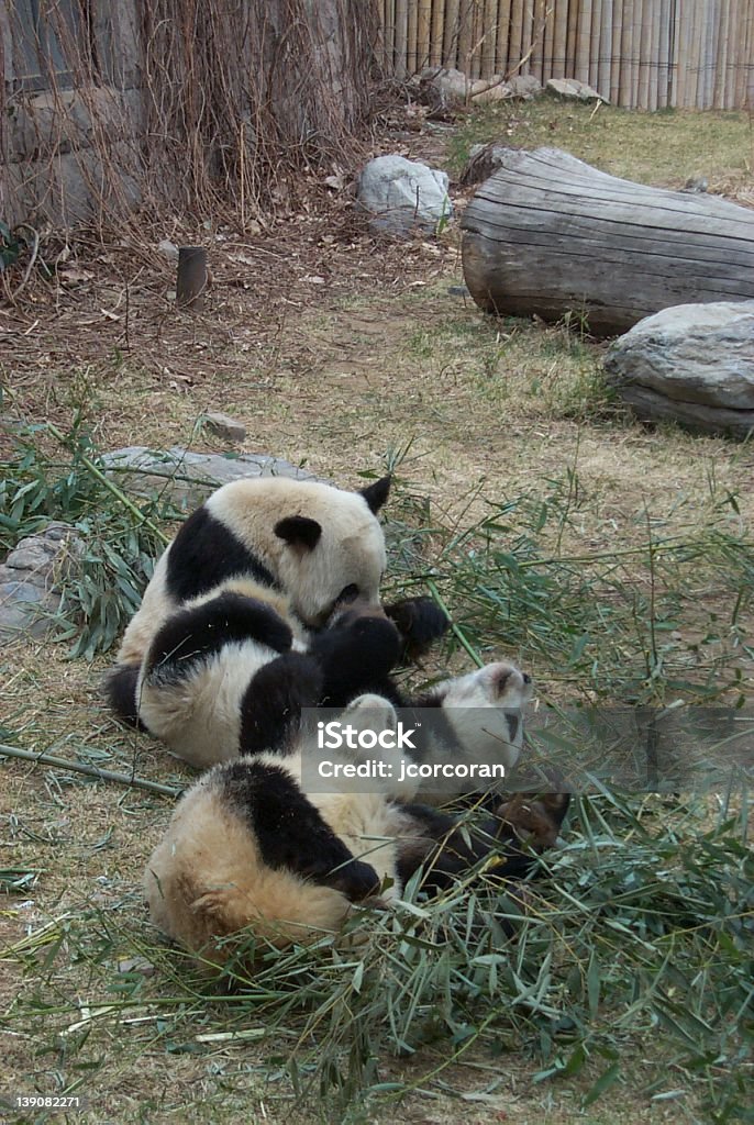 Baby Pandas 2 Stock Photo - Download Image Now - Animals In Captivity,  Beijing, China - East Asia - iStock