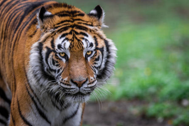 istock Portrait of a tiger in the forest 1390823610