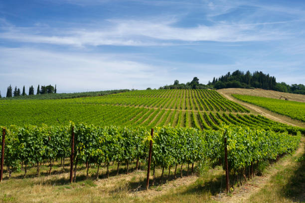 istock Vineyards of Chianti at summer 1390823784