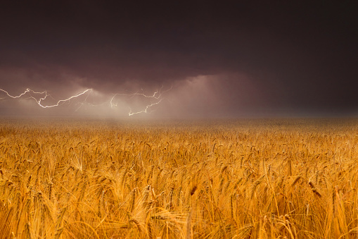 Thunderstorm with lightning over a wheat and barley field on a summer day