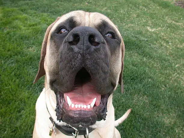 Up close view of my dog Dogen, an English Mastiff who is nine months old and already weighs in at 150 pounds!