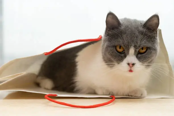 a britishshort hair cat in a shopping bag