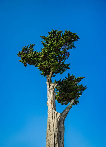 hesperocyparis macrocarpa, хвойное дерево, широко известное как кипарис монтерея с голубым небом - bush isolated tree cypress tree стоковые фото и изображения