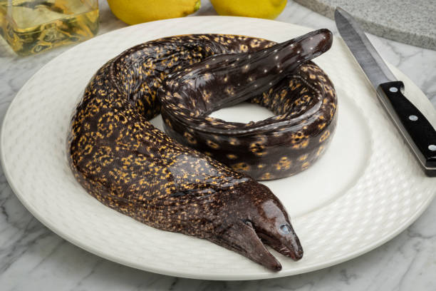 single fresh whole raw moray eel,  muraenidae, on a plate close up - paling nederland stockfoto's en -beelden