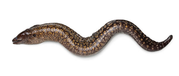 single fresh whole raw moray eel,  muraenidae, on white background - paling nederland stockfoto's en -beelden