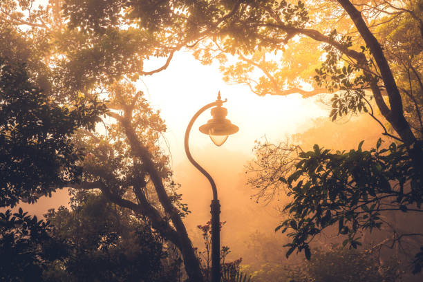 Mystical forest in fog, silhouettes of tree branches in blue fog