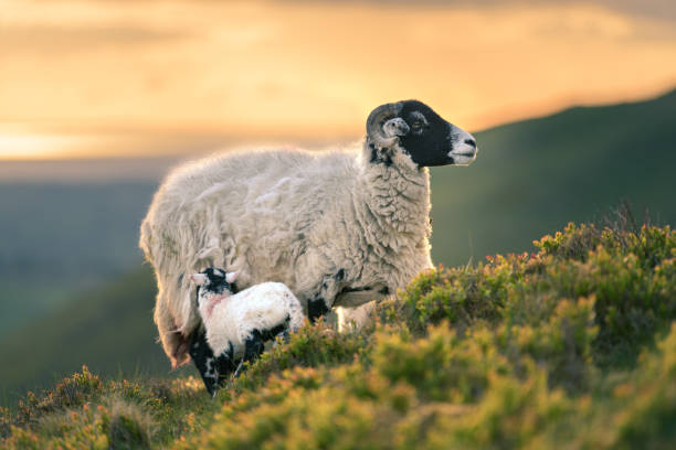背景に夕日と丘の中腹で給餌新生子羊とherdwick ewe母。 - herdwick sheep ストックフォトと画像