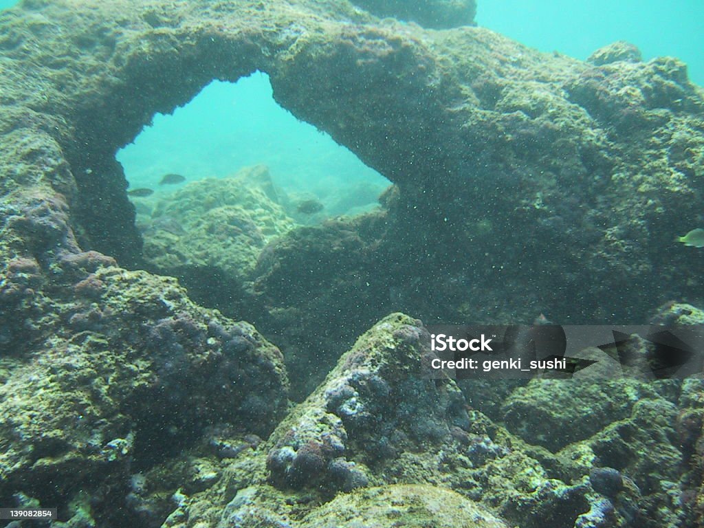 Tunnel di barriera corallina - Foto stock royalty-free di Acqua