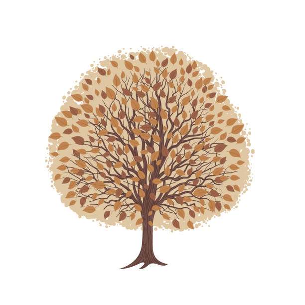 A large tree on a transparent background done in flat color style on  a transparent background (you can drop the file into any project and there will be no white shape behind it). File includes EPS Vector file and high-resolution jpg.