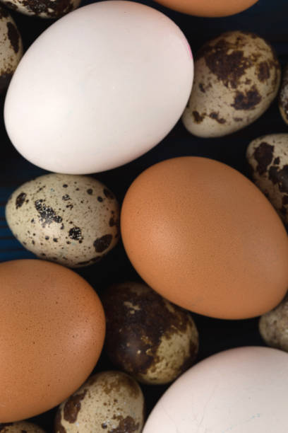 istock Close-up of chicken and quail eggs. 1390829169