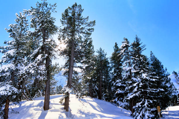 Snow-capped fir trees in Savoie