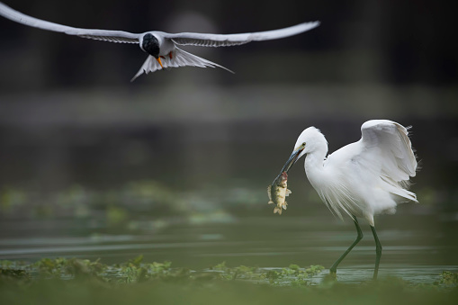 river tern trying to get fish from egret
