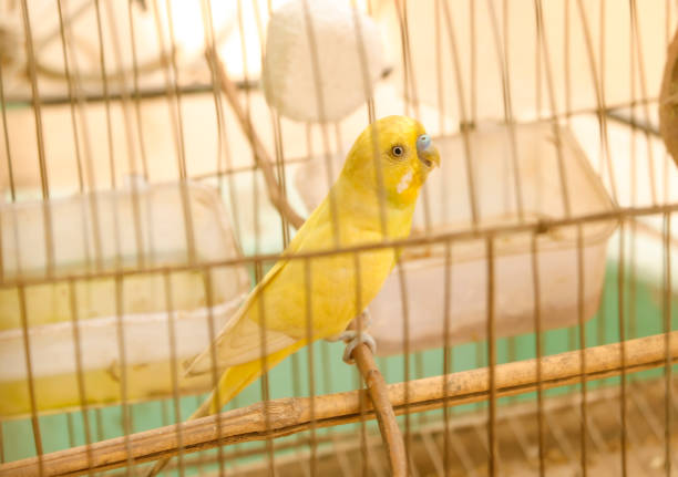 istock Yellow budgerigar parrot close up sits on cage 1390829453
