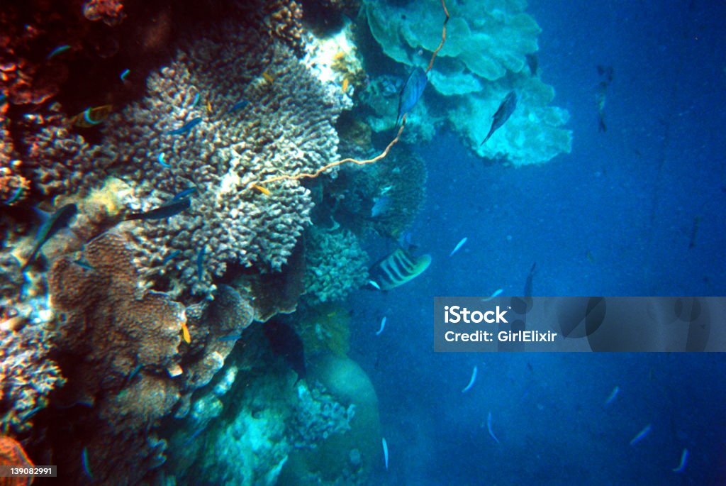 coral Farben - Lizenzfrei Aquatisches Lebewesen Stock-Foto