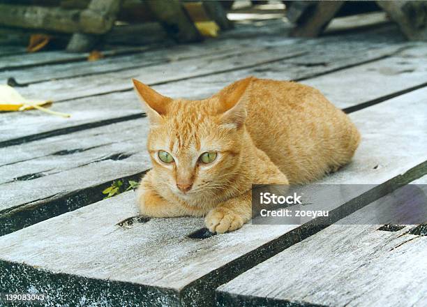 Outdoorkatze Stockfoto und mehr Bilder von Aggression - Aggression, Betrachtung, Bildschärfe