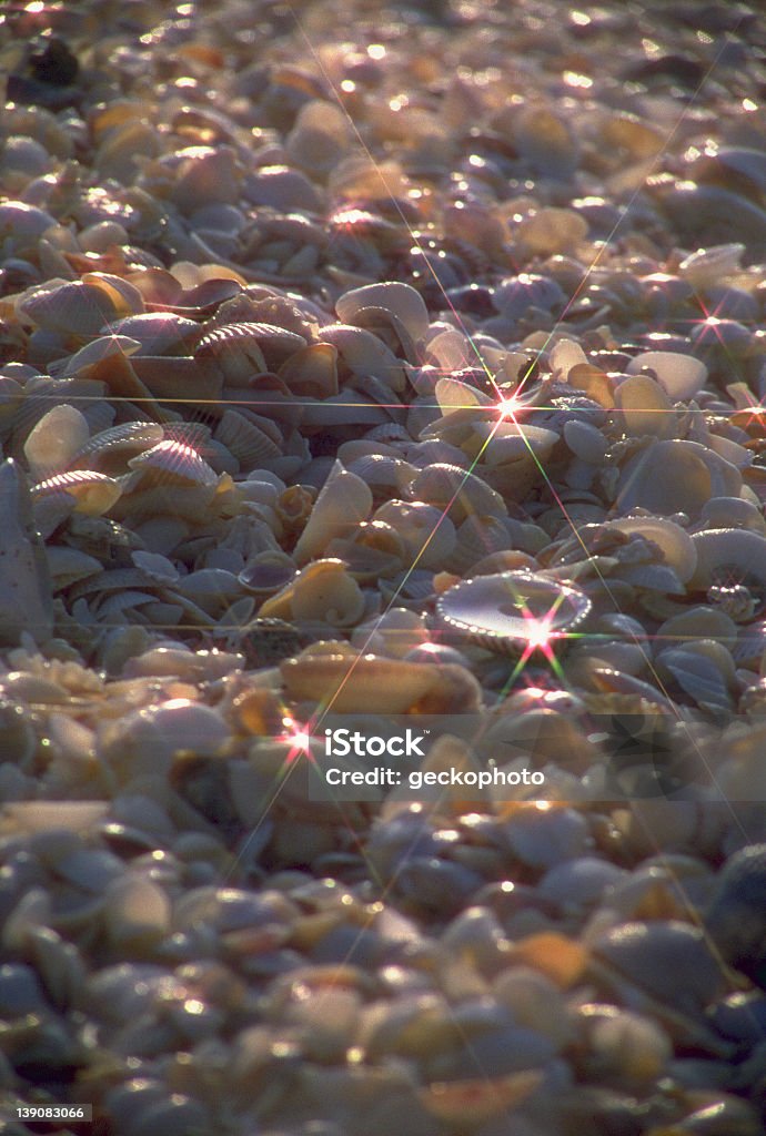 Coquilles de Sanibel - Photo de Coquillage libre de droits