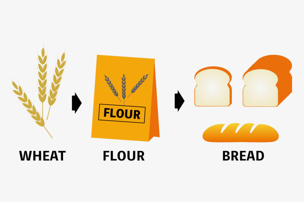 小麦粉 - 食パン点のイラスト素材／クリップアート素材／マンガ素材／アイコン素材