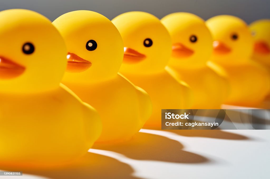 Rubber ducks or ducklings in a row. Duck - Bird Stock Photo