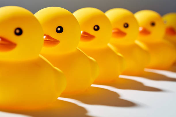 Rubber ducks or ducklings in a row. Rubber ducks or ducklings in a row. duck stock pictures, royalty-free photos & images