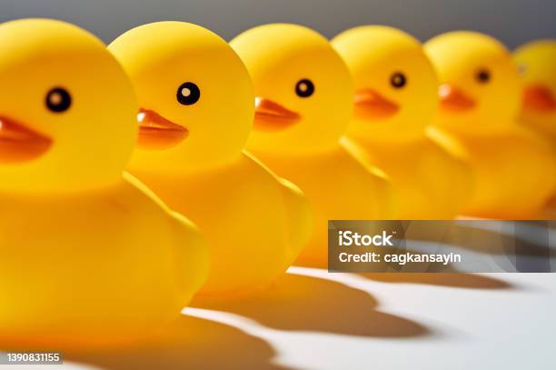 Rubber Ducks Or Ducklings In A Row Stock Photo - Download Image Now - Duck - Bird, In A Row, Rubber Duck