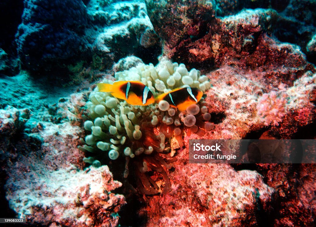 Fish - 2 - Foto de stock de Agua libre de derechos