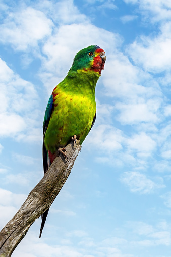 Vibrant & Colorful Lorikeet Birds in a Tropical Outdoor Location in South Florida in August of 2023